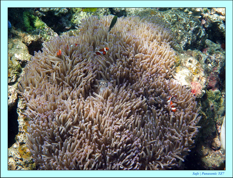 2012 - 07 - Dauin Sanctuary 32